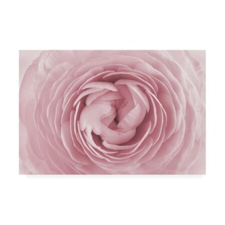 PhotoINC Studio 'Large Pink Rose' Canvas Art,12x19